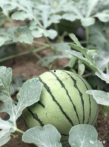 2019网红吃瓜  第3张