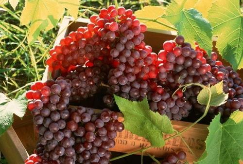 网红吃瓜葡萄视频,趣味视频引网友热议  第3张