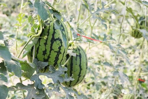 近期网红吃瓜爆料,娱乐圈最新瓜料大揭秘！