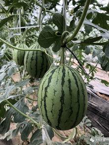 近期网红吃瓜爆料,娱乐圈最新瓜料大揭秘! 第3张 近期网红吃瓜爆料,娱乐圈最新瓜料大揭秘! 第3张