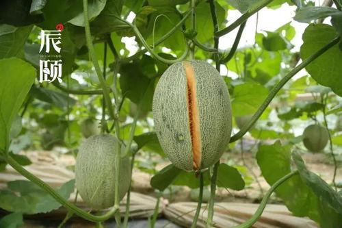 吃瓜蜜网,带你领略网络娱乐新风尚