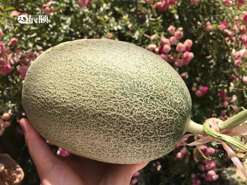 吃瓜蜜网,带你领略网络娱乐新风尚 第2张 吃瓜蜜网,带你领略网络娱乐新风尚 第2张