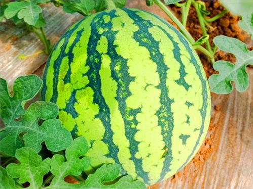 网红热巴吃热瓜