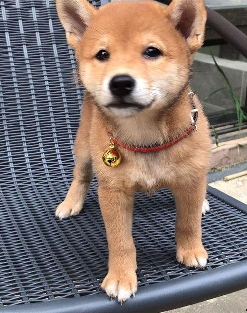 娱乐吃瓜君第一次见狗,萌态百出瞬间圈粉  第2张