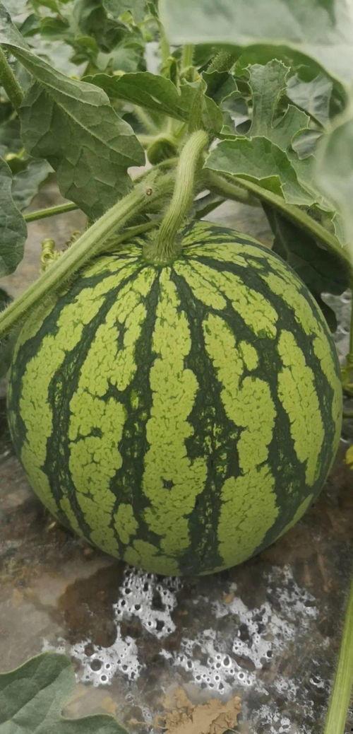 今日吃瓜必看大瓜