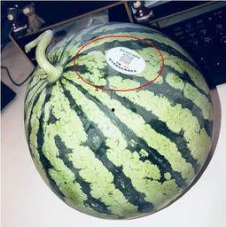 食堂吃瓜的网红,揭秘美食背后的故事  第2张