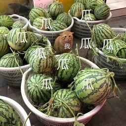 娱乐吃瓜壁纸图片大全,吃瓜壁纸大盘点 第2张 娱乐吃瓜壁纸图片大全,吃瓜壁纸大盘点 第2张