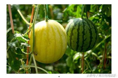 娱乐吃瓜君的瓜,吃瓜君带你一探究竟 第3张 娱乐吃瓜君的瓜,吃瓜君带你一探究竟 第3张