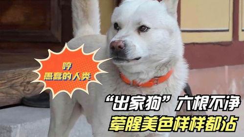 娱乐吃瓜酱寺庙里的小狗,见证信仰与生命的温馨瞬间  第3张